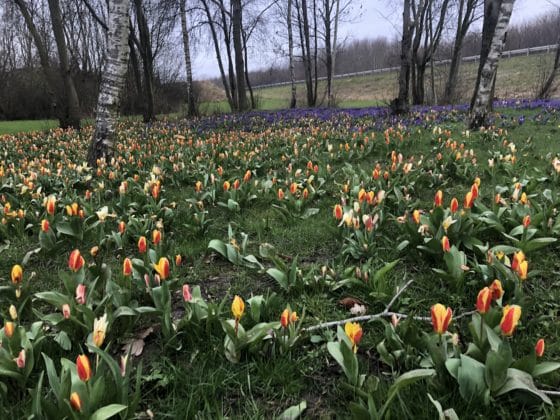 vårblommor